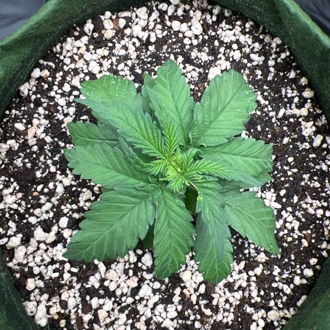  CBD Spliff Berry #1 growlog timeline photo