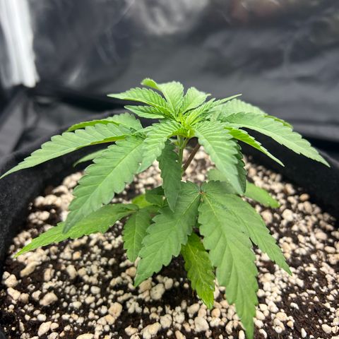 Super Lemon Haze #1 growlog timeline photo