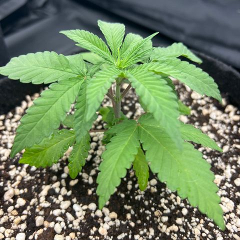 Super Lemon Haze #2 growlog timeline photo
