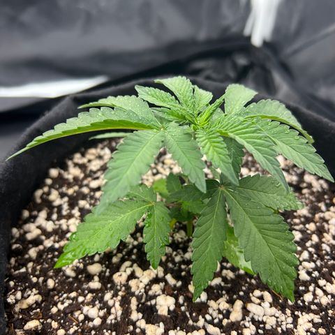 Super Lemon Haze #3 growlog timeline photo
