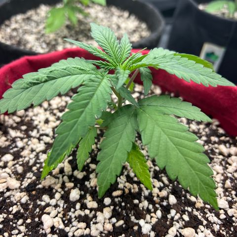 Violet Wedding Cake #1 growlog timeline photo