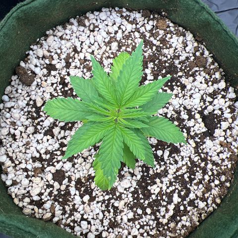 CBD Spliff Berry #2 growlog timeline photo