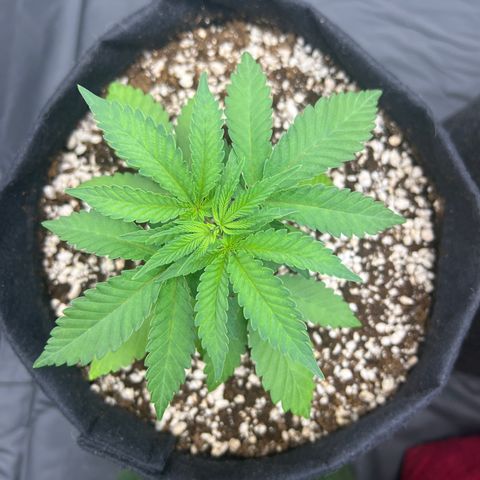 Super Lemon Haze #1 growlog timeline photo