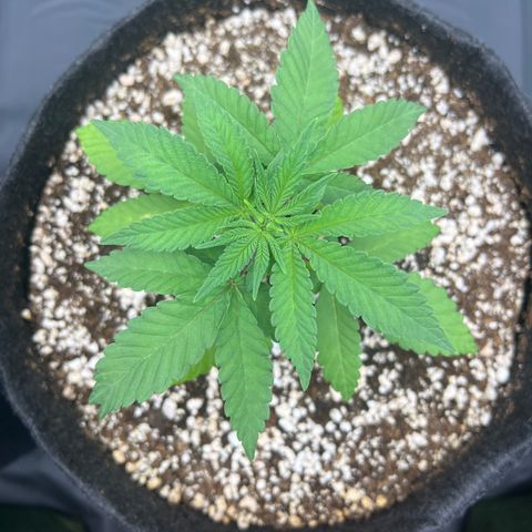 Super Lemon Haze #2 growlog timeline photo