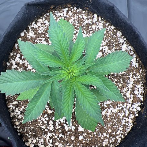 Super Lemon Haze #3 growlog timeline photo