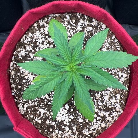 Violet Wedding Cake #1 growlog timeline photo