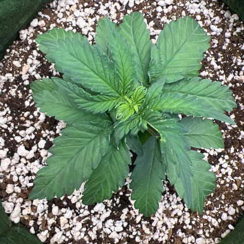  CBD Spliff Berry #1 growlog timeline photo
