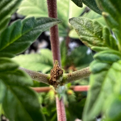 Super Lemon Haze #1 growlog photo: Poda top