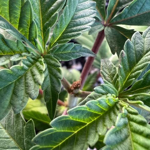 Super Lemon Haze #1 growlog photo: Poda top