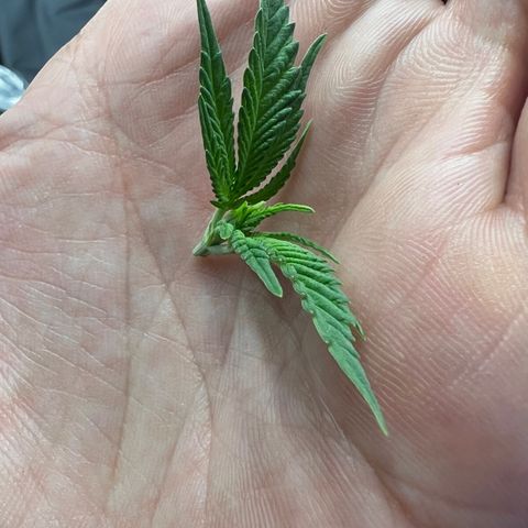 Super Lemon Haze #1 growlog photo: Poda top