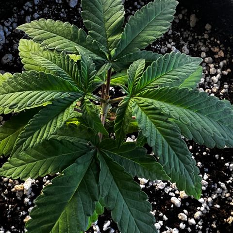 Super Lemon Haze #2 growlog timeline photo