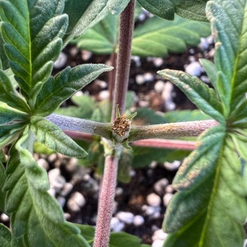 Super Lemon Haze #2 growlog timeline photo