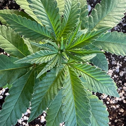 Super Lemon Haze #2 growlog timeline photo