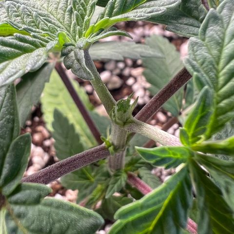 Super Lemon Haze #3 growlog timeline photo