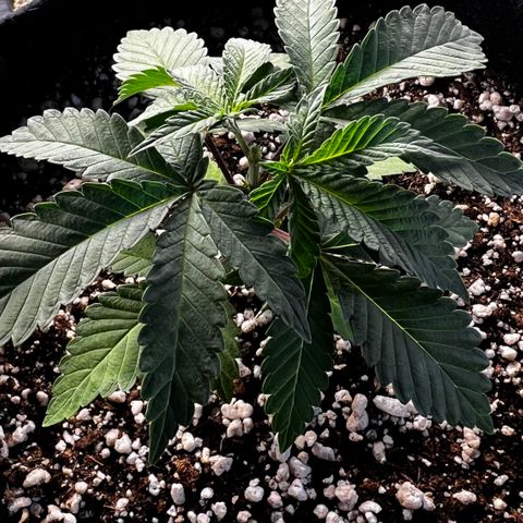 Super Lemon Haze #3 growlog timeline photo