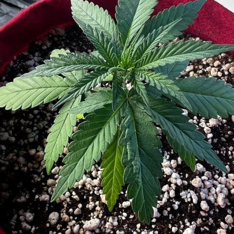 Violet Wedding Cake #1 growlog timeline photo