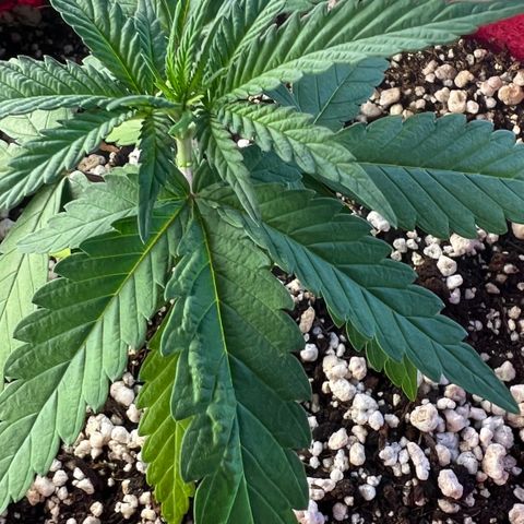 Violet Wedding Cake #1 growlog timeline photo