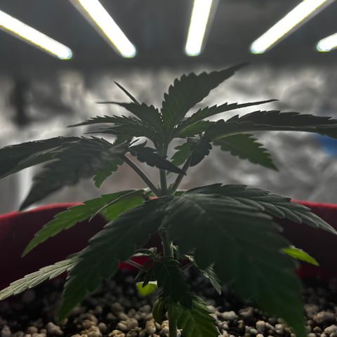 Violet Wedding Cake #1 growlog timeline photo
