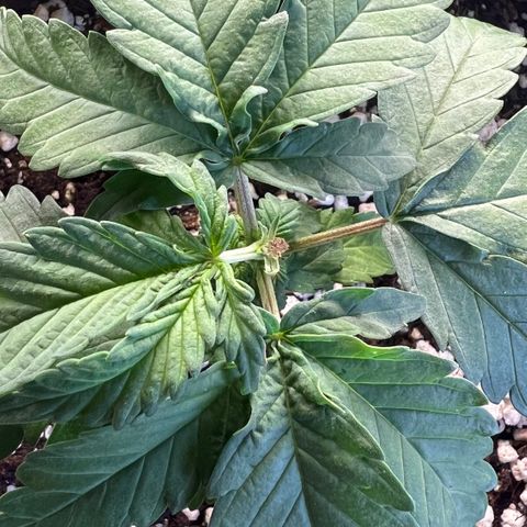  CBD Spliff Berry #1 growlog timeline photo