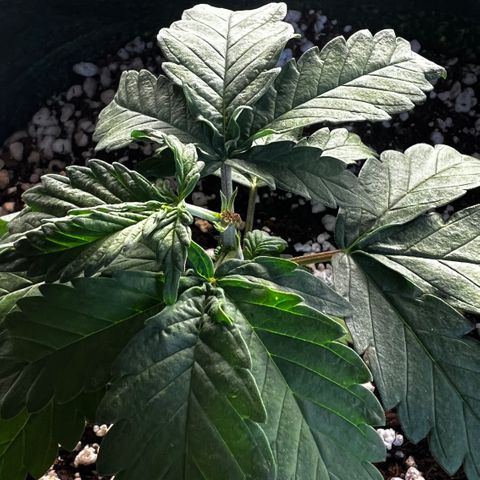  CBD Spliff Berry #1 growlog timeline photo