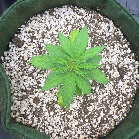 CBD Spliff Berry #2 growlog timeline photo