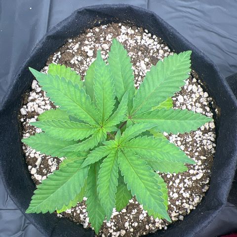 Super Lemon Haze #1 growlog timeline photo