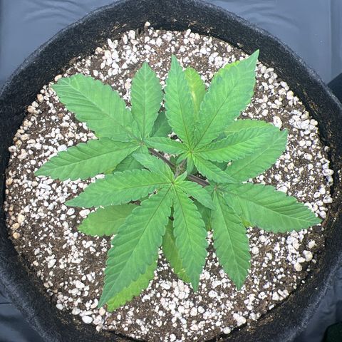 Super Lemon Haze #2 growlog timeline photo