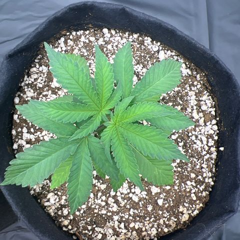 Super Lemon Haze #3 growlog timeline photo
