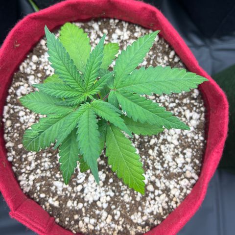 Violet Wedding Cake #1 growlog timeline photo