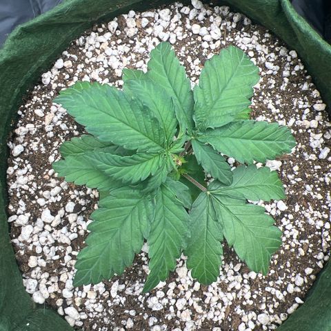  CBD Spliff Berry #1 growlog timeline photo