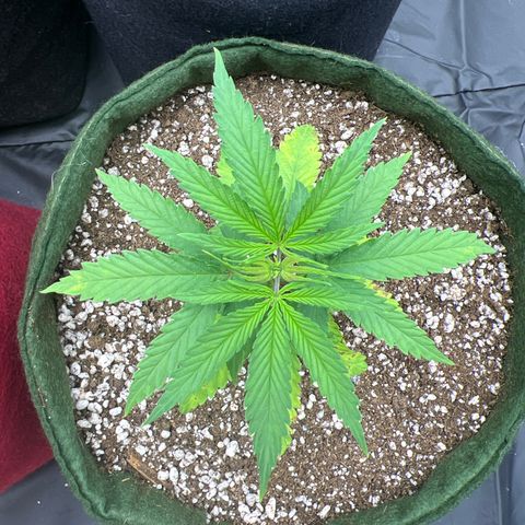CBD Spliff Berry #2 growlog photo: Ainda está se recuperando do transplante, provavelmente posso ter quebrado a raiz principal por descuido.