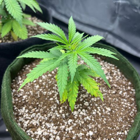 CBD Spliff Berry #2 growlog timeline photo