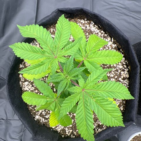 Super Lemon Haze #1 growlog photo: Já apresenta melhora após a poda top, os dois tops novos já estão se desenvolvendo e devem ganhar ritmo nos próximos dias 