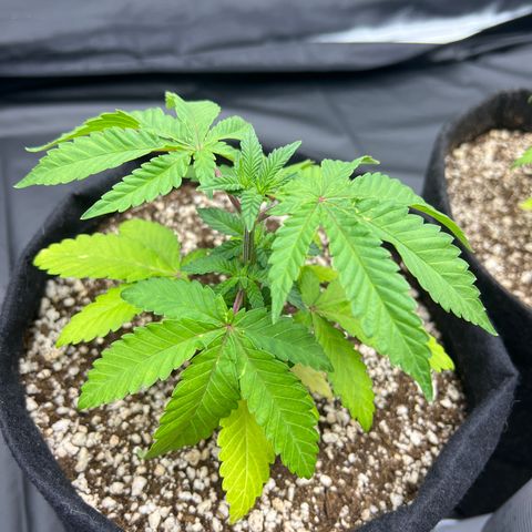 Super Lemon Haze #1 growlog timeline photo
