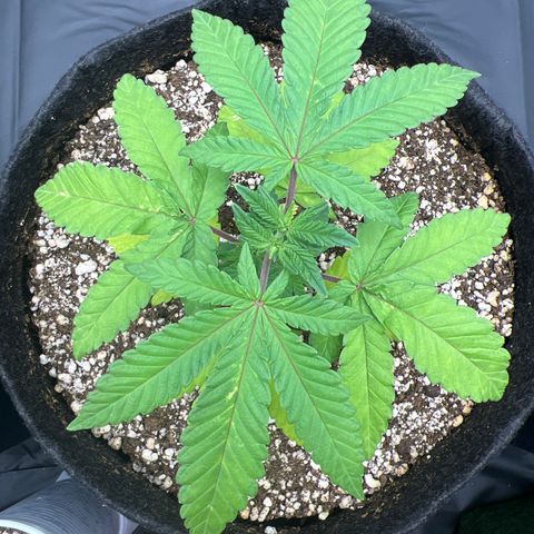 Super Lemon Haze #2 growlog timeline photo