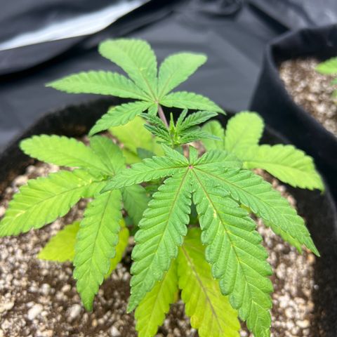Super Lemon Haze #2 growlog timeline photo