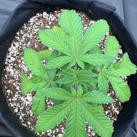 Super Lemon Haze #3 growlog timeline photo