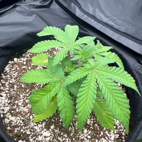 Super Lemon Haze #3 growlog timeline photo