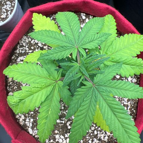 Violet Wedding Cake #1 growlog timeline photo