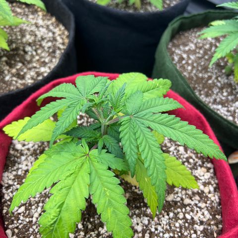 Violet Wedding Cake #1 growlog timeline photo