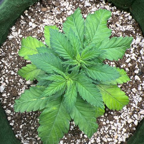  CBD Spliff Berry #1 growlog timeline photo