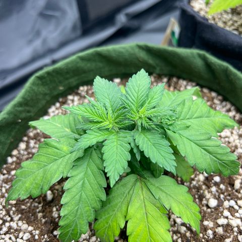  CBD Spliff Berry #1 growlog timeline photo