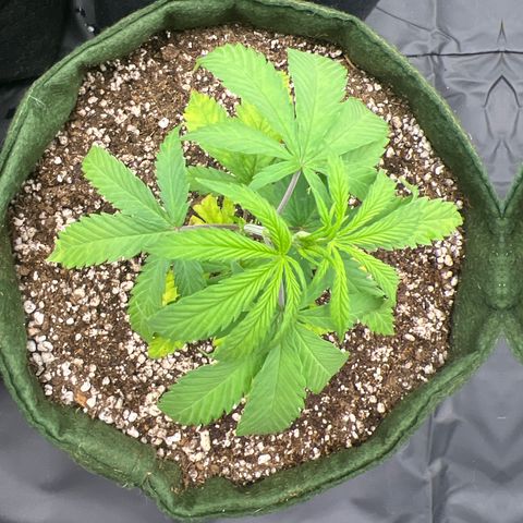 CBD Spliff Berry #2 growlog photo: Voltou a crescer mas está abatida, já poderia fazer a poda top, mas vou epwerar ela ganha4 um pouco mais de corpo