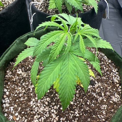 CBD Spliff Berry #2 growlog timeline photo