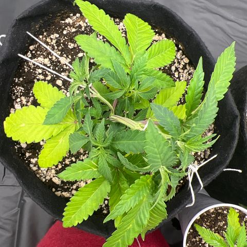 Super Lemon Haze #1 growlog timeline photo