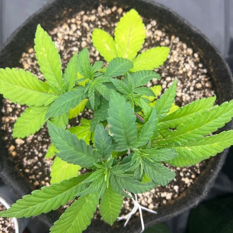 Super Lemon Haze #2 growlog timeline photo