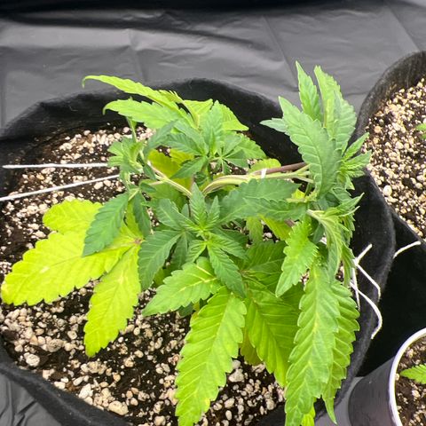 Super Lemon Haze #1 growlog timeline photo