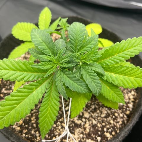 Super Lemon Haze #2 growlog timeline photo