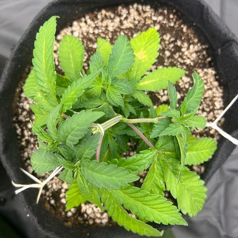Super Lemon Haze #3 growlog timeline photo