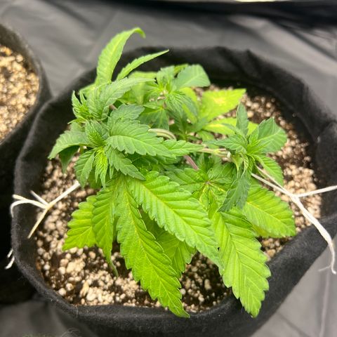 Super Lemon Haze #3 growlog timeline photo